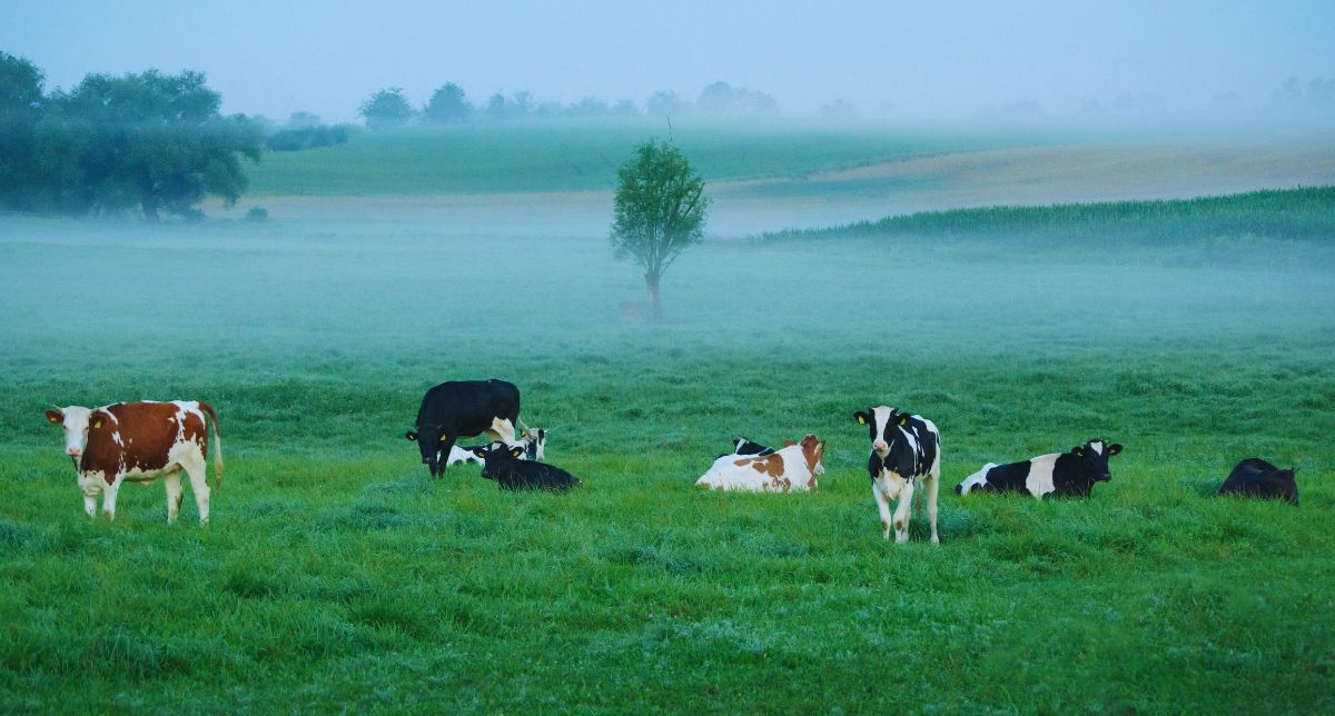 Metano em foco: avanços tímidos, metas distantes e como transformar um super gás de aquecimento em oportunidade de energia limpa