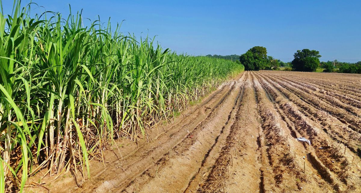 CNPE fixa meta de 0,5% para o gás natural em 2026 e abre novo capítulo para o biometano no Brasil