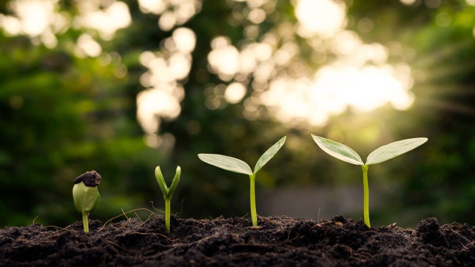 Pré-COP30 Brasília: Marco Estratégico na Preparação para a COP30 em Belém