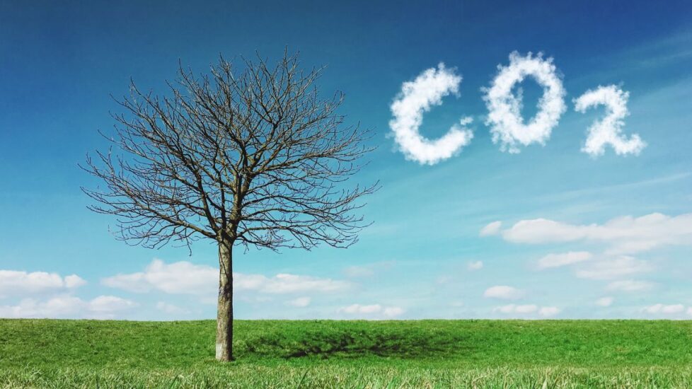 IETA e a Dinâmica dos Mercados de Carbono: Pós-COP30 e o Caminho para 2030