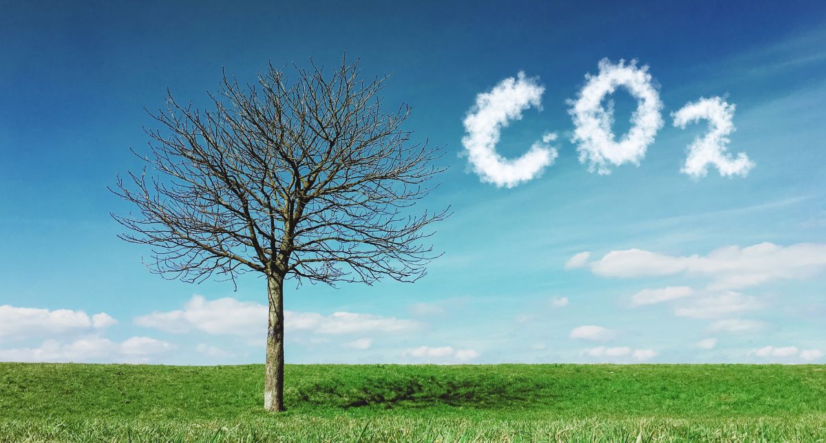 IETA e a Dinâmica dos Mercados de Carbono: Pós-COP30 e o Caminho para 2030